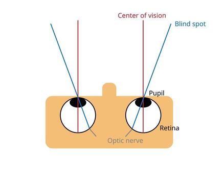 A blind spot, scotoma, is an obscuration of the visual field. A particular blind spot known as the physiological blind spot, called blind point vector