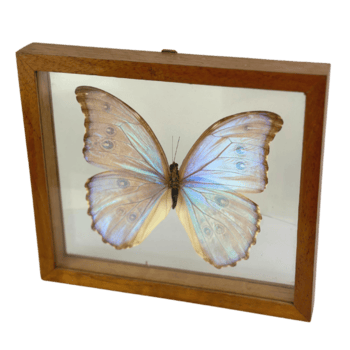 emoldurado borboleta decoração png