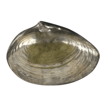 com pés prata molusco Concha prato acima png