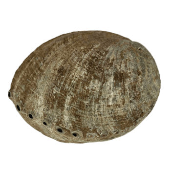 iridescente Concha costas png