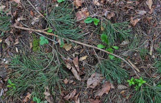 Pattern of mixture of forest soil, dry needles, fir cones, dry twigs and fresh pine branches with green needles photo