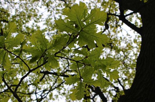 Barely opened early translucent oak leaves on a tree branch bottom view photo