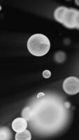 resumen negro y blanco antecedentes con flotante suave gris translúcido burbujas, creando soñador atmósfera video