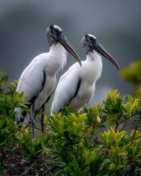 dos madera cigüeñas descansando en nido encima alto árbol durante nublado día con difundido suave ligero creando pacífico sereno fauna silvestre escena foto