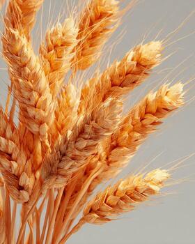 Detailed close up photography of golden wheat stalks tied with string captured under bright studio light clean minimal setup and sharp hyper realistic food texture photo