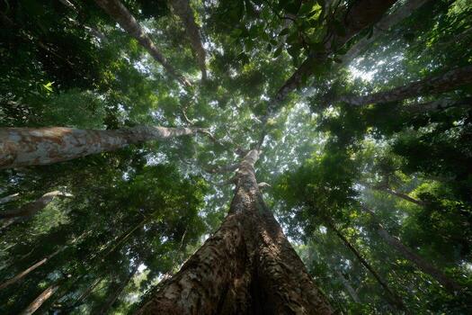Majestic trees reaching for the sky in lush tropical rainforest photo