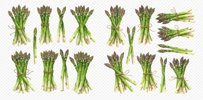 A collection of fresh green asparagus spears and bunches tied with twine, isolated on a transparent background vector