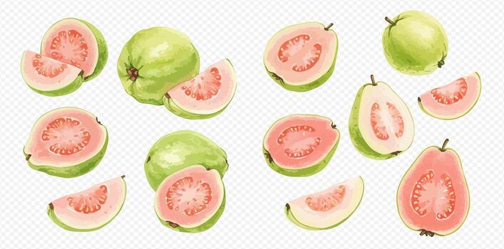 A collection of fresh pink guavas, shown whole, cut in half, and in slices on a transparent background. vector