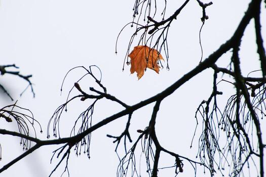Autumn weather showing raindrops on empty branches creating silhouettes with nature beauty in a quiet park photo