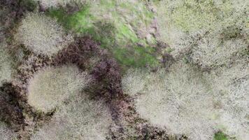 un' superiore giù fuco di un' foresta con spoglio alberi. concetto il astratto modelli di natura. video