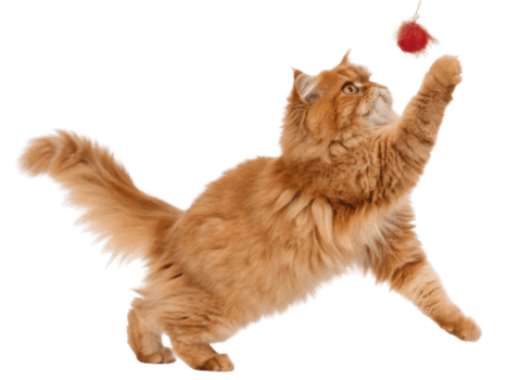 persiano gatto con soffice arancia pelliccia giocando con rosso giocattolo palla mostrando vivace e giocoso comportamento nel dinamico posa png