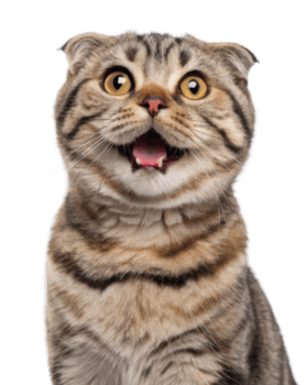 alegre escocés doblez gato con sorprendentes caracteristicas y juguetón expresión cautiva con sus encantador personalidad y único apariencia png