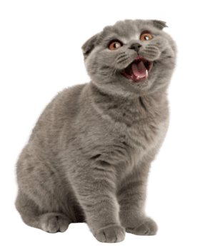 Joyful Scottish Fold cat with playful expression showcases its unique features and charm, captivating all who see it png