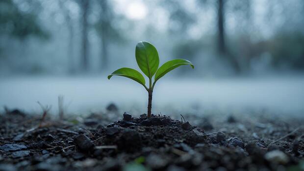 Small Sprout Growing in Soil with Mist and Trees Background photo