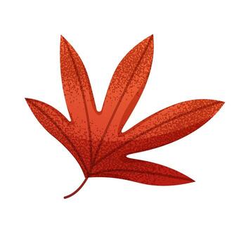 Leaf of Japanese red maple. Autumn red leaf. isolated fall element vector