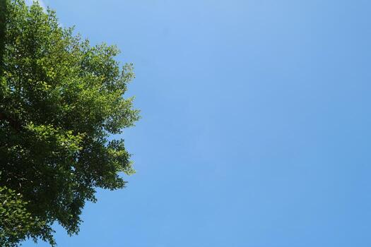 A plane flying in the sky with a kite photo