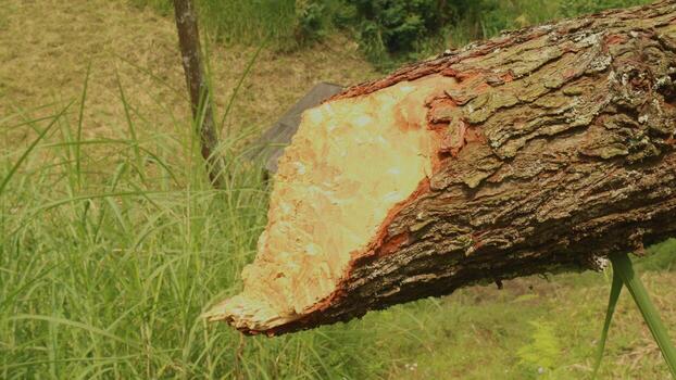 A large tree that has been cut down photo