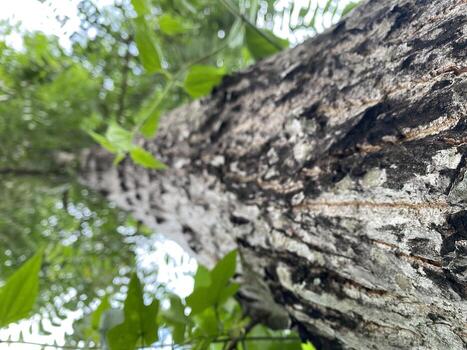 Looking up at a tall tree trunk with textured bark reaching into the green canopy above. photo