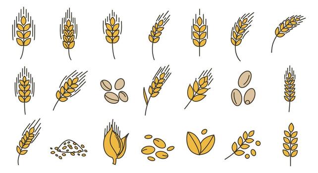 Various types of wheat and beans on a white background vector