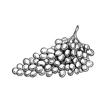 A bunch of grapes. graphics, black and white hand-drawn illustration. Isolate on a white background. A design element for packages, labels. For banners, posters. For the menu of restaurant vector