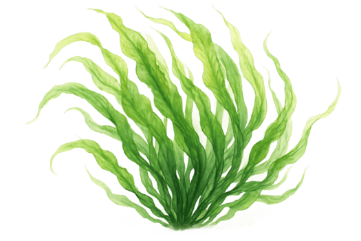 fresco verde algas marinhas plantar isolado em transparente fundo png