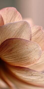 Close-Up of Delicate Petals Showing Texture and Color of a Soft Pink Flower in Natural Light photo