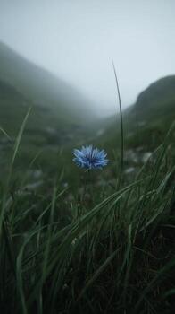 Delicate Blue Flower Stands Alone in Misty Green Valley Surrounded by Tall Grass and Soft Fog on a Tranquil Day photo