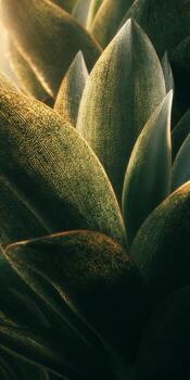 Close-up of Lush Green Plant Leaves with Unique Texture and Natural Light Enhancing the Colors photo