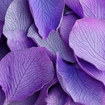 Delicate Purple Petals with Intricate Veins and Soft Gradations of Color Captured in High Definition Photography photo