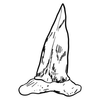 Shark tooth sketch tattoo, megalodon line doodle sharp silhouette. Jaw teeth fossil textured retro symbol. vector