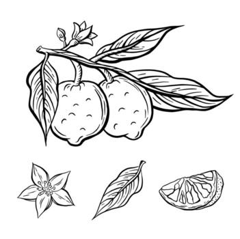 Set lemon branch style sketch monochrome vector