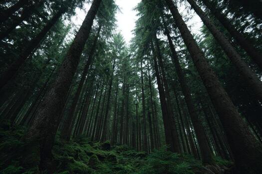 Lush emerald canopy whispers timeless secrets, inviting sylvan daydreams, fern clad paths, and Samhain enchantment in ancient forest lore photo