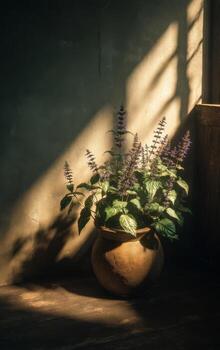 Potted Herb with Purple Flowers in Soft Natural Light Against a Rustic Wall and Shadow Play in a Cozy Indoor Space photo