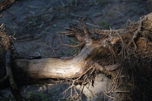 The sun highlights the weathered surface of a fallen tree, revealing intricate details. photo