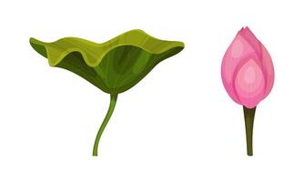 dos rosado loto flores son mostrado en un blanco antecedentes vector