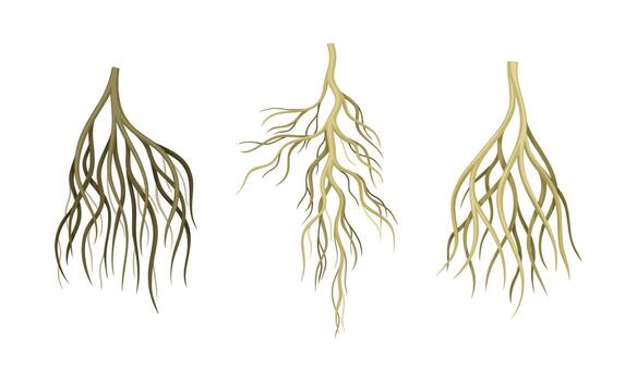Branching Root as Tree Part Below the Surface of Soil Set vector