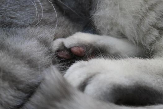 Close-up of cat's paws with pink pads. cat sleeping on the sofa at home. Copy space is on the blurry parts of photo. Selective focus. photo