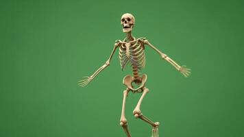 A skeleton is walking on a green background video