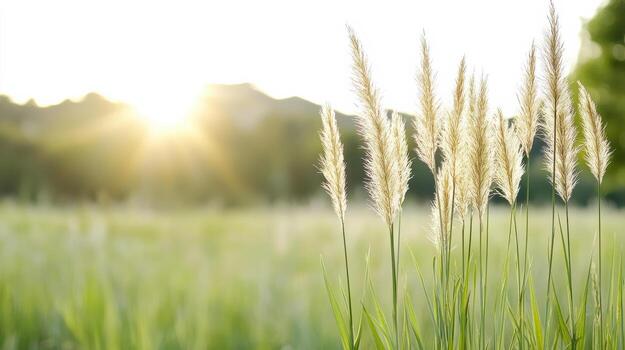 Grass in the field at sunset photo