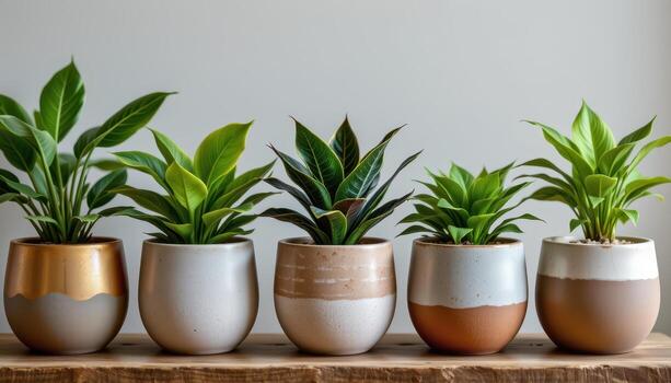 a row of ceramic pots with textured patterns, each filled with rare exotic indoor tropical plants. photo
