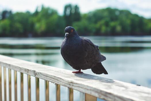 Lone One-Legged Pigeon Perching On Wooden Railing By Lake With Green Trees At Daytime photo