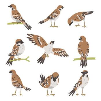 Sparrow as Brown and Grey Small Passerine Bird with Short Tail Set vector