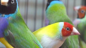 vibrante pássaros encontro dentro exuberante tropical configuração video