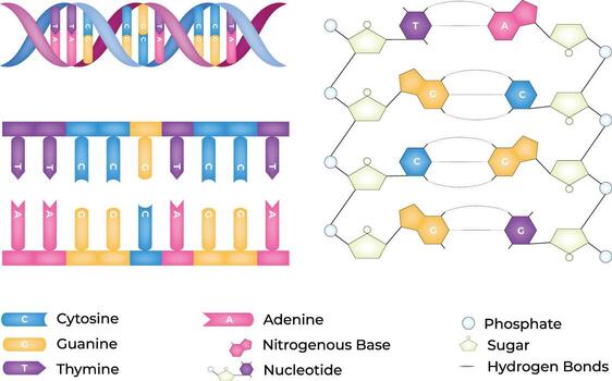 DNA Structure Double Helix and Nucleotide Components vector