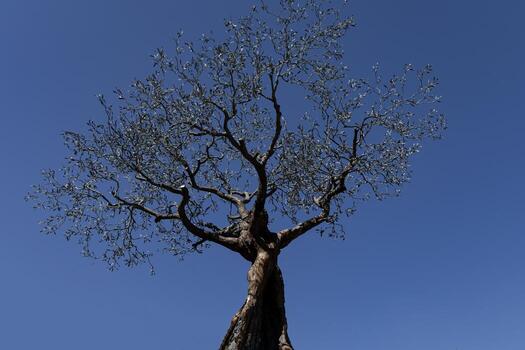 Paris, historical architecture of the city. Tree in the form of an architectural monument. Paris, France. photo