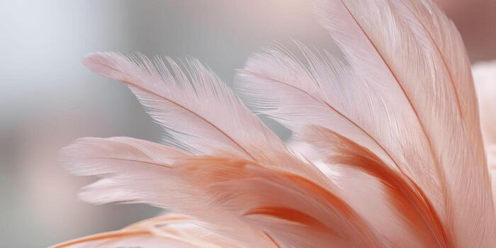 A close-up of the delicate feathers on a flamingo's tail, showcasing their soft pink and orange hues. photo