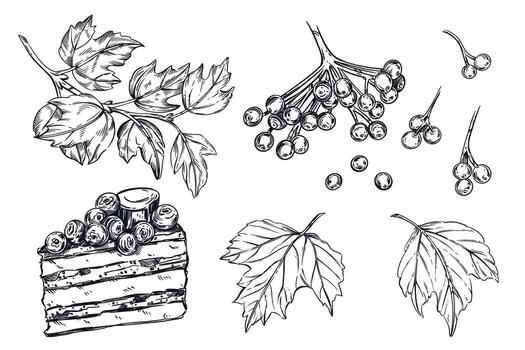 A set of illustrations. Viburnum berries, viburnum leaves, a piece of cake with viburnum. All objects are hand-drawn with ink. For printing on paper, fabric, packaging design vector