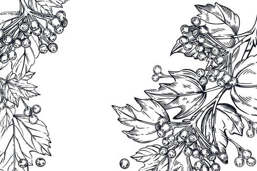 frame of berries and leaves of viburnum. All objects are hand-drawn in ink and converted into . illustration for printing on packaging of goods, products, cosmetics, textiles vector