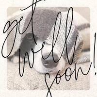 Get Well Soon Card with Resting Dog Theme template