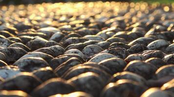 Pebbles on the health path are illuminated by the setting sun's rays. video